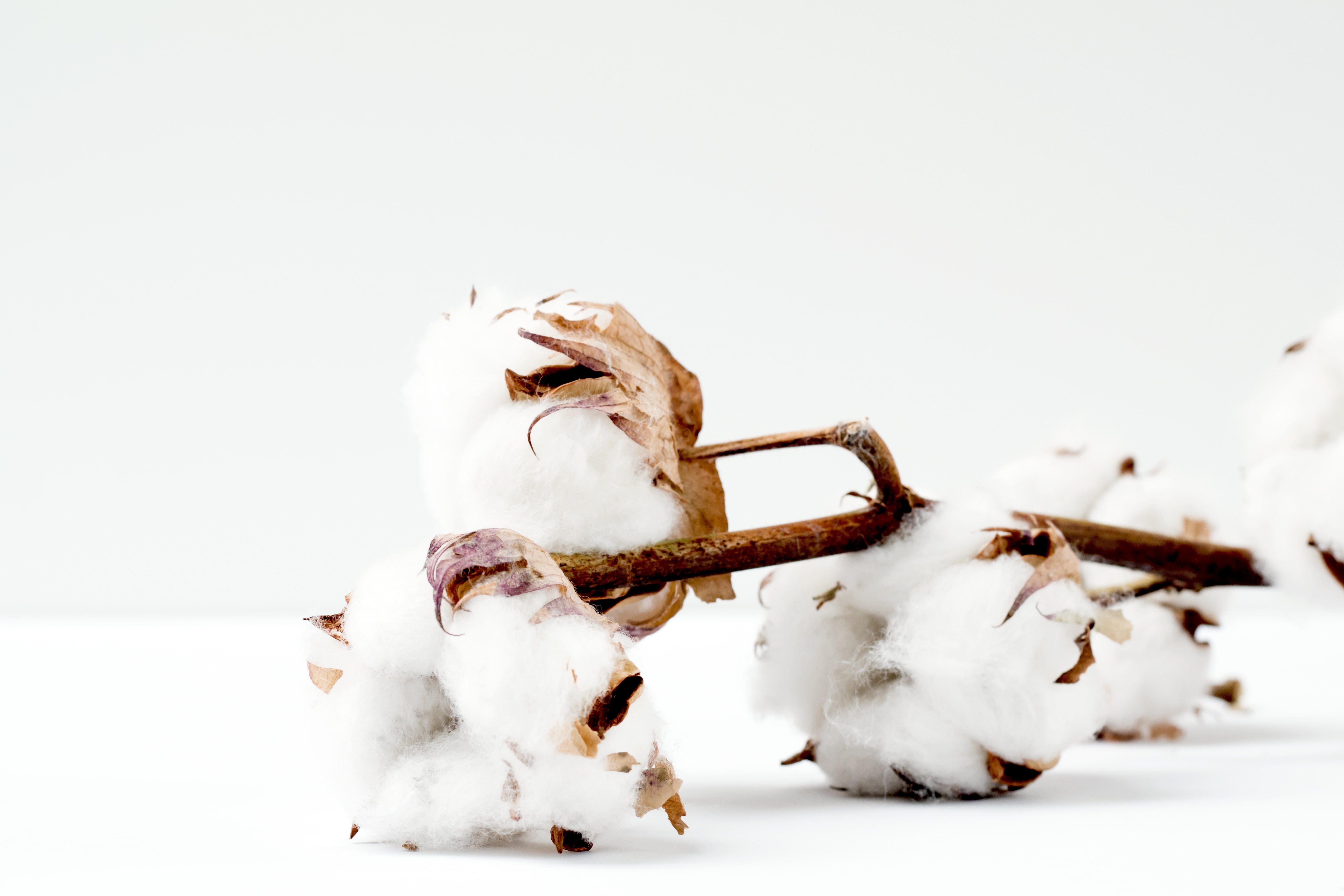 Coton