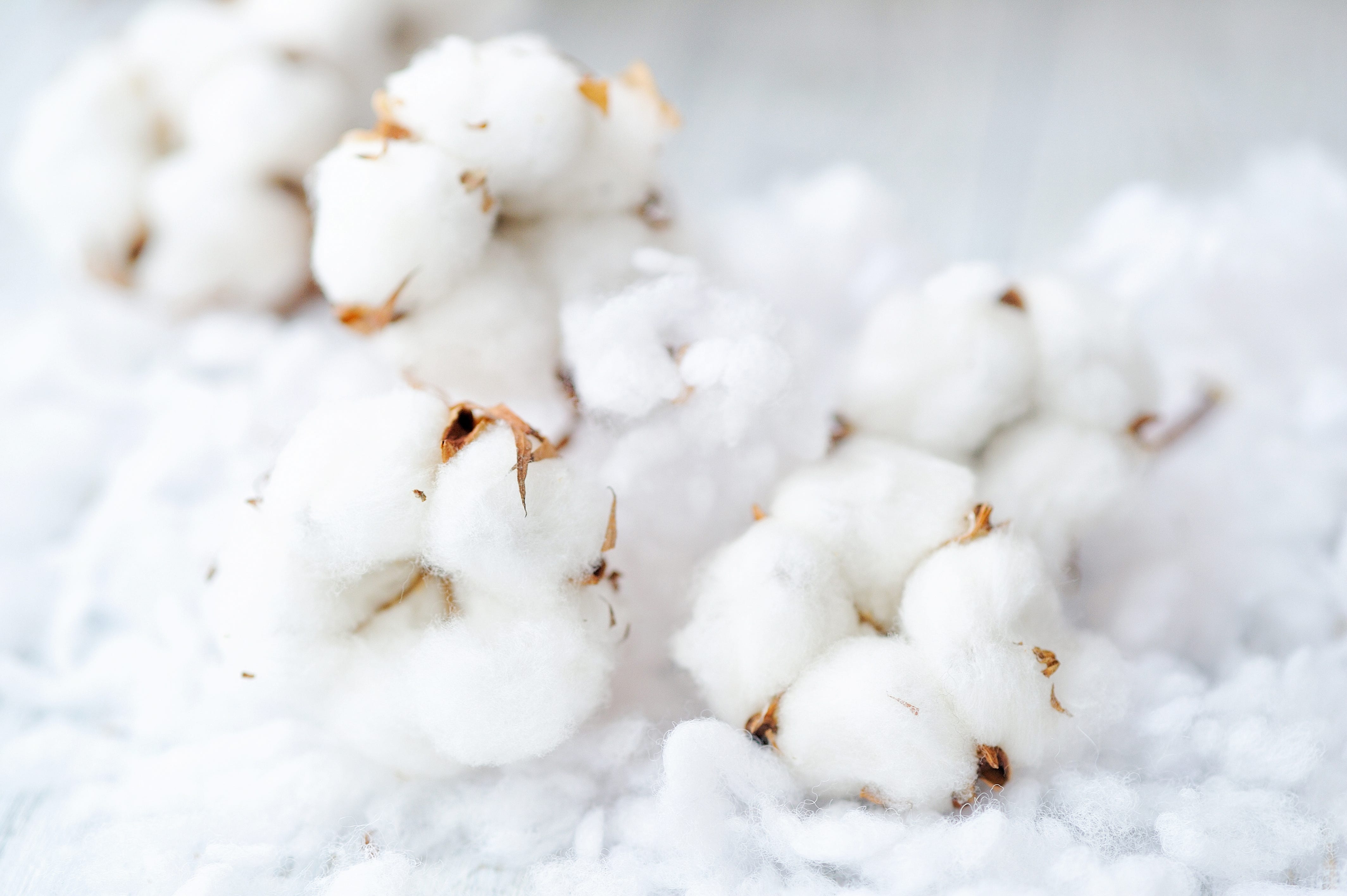 Coton bio
